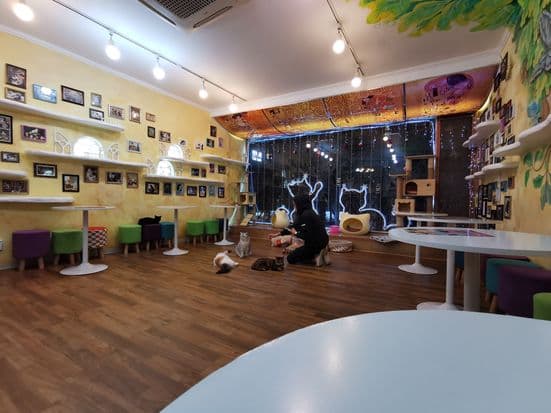 Insadong Dakgalbi Suje Makguksu